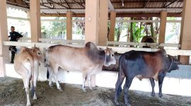 Sapi di pasar hewan Kuta Tuha, kecamatan Panga 