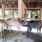 Sapi di pasar hewan Kuta Tuha, kecamatan Panga 