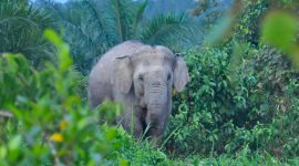 Ilustrasi Gajah Liar Masuk Pemukiman Warga di Kecamatan Pante Ceureumen, Aceh Barat (ilustrasi gambar oleh forestdiges)