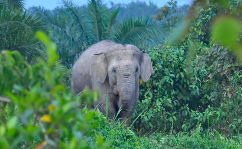 Ilustrasi Gajah Liar Masuk Pemukiman Warga di Kecamatan Pante Ceureumen, Aceh Barat (ilustrasi gambar oleh forestdiges)