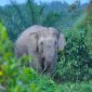 Ilustrasi Gajah Liar Masuk Pemukiman Warga di Kecamatan Pante Ceureumen, Aceh Barat (ilustrasi gambar oleh forestdiges)