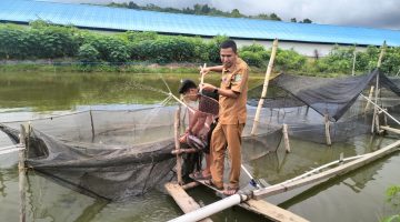 BUMG Gampong Alue Punti Panen 700 Kg Ikan Lele
