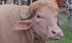 Viral, Kerbau Albino ini Dijuluki “Donald Trump”